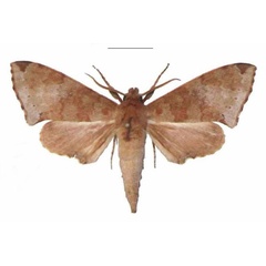 /filer/webapps/moths/media/images/H/hollandi_Polyptychus_AM_EMEM.jpg