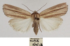 Mythimna sarca
