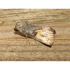 /filer/webapps/moths/media/images/C/curvifera_Bryophilopsis_A_Goff_01.jpg