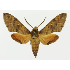 /filer/webapps/moths/media/images/C/circe_Callosphingia_AM_Basquin_02.jpg