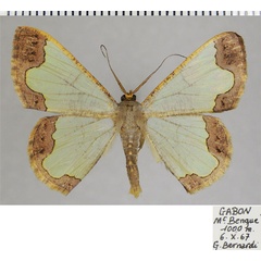 /filer/webapps/moths/media/images/E/enippe_Zamarada_AM_ZSMa.jpg