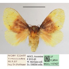 /filer/webapps/moths/media/images/P/purpuripulcra_Chrysamma_AF_MGCLa_02.jpg