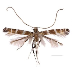 /filer/webapps/moths/media/images/C/cuneata_Spulerina_HT_RBINS.jpg