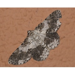 /filer/webapps/moths/media/images/R/reciprocaria_Ascotis_A_Roland_02.jpg
