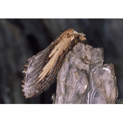 /filer/webapps/moths/media/images/P/picturata_Braura_A_Roland_01.jpg