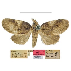 /filer/webapps/moths/media/images/C/costiplaga_Eugoa_HT_CMNH.jpg