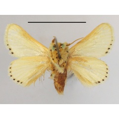 /filer/webapps/moths/media/images/P/postflavida_Coenobasis_A_MGCLb_01.JPG