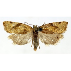 /filer/webapps/moths/media/images/P/psoricodes_Choristoneura_AF_ISEA.jpg