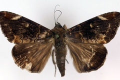 Achaea phaeobasis