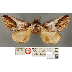 /filer/webapps/moths/media/images/I/imitans_Zelomera_HT_BMNH.jpg