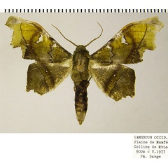 /filer/webapps/moths/media/images/S/specularia_Dioptrochasma_AM_ZSMa.jpg