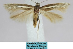 Scythris anaecapitella