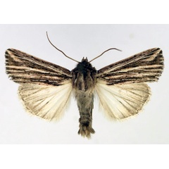 /filer/webapps/moths/media/images/M/milloti_Anapoma_AM_Aulombard.jpg