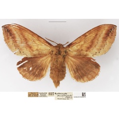 /filer/webapps/moths/media/images/P/punctilimbata_Mallocampa_AF_NHMUK.jpg