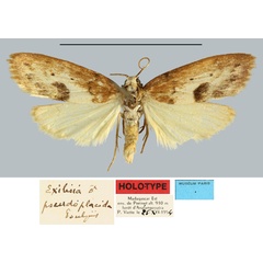 /filer/webapps/moths/media/images/P/pseudoplacida_Exilisia_HT_MNHN.jpg