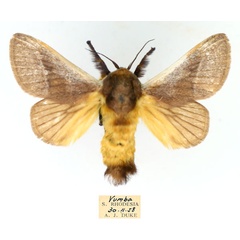 /filer/webapps/moths/media/images/A/albicosta_Latoia_AM_TMSA_NZesbDN.jpg