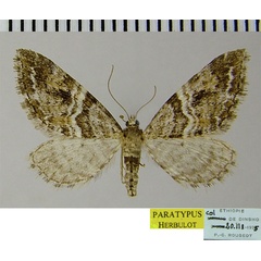 /filer/webapps/moths/media/images/D/dinshoensis_Eupithecia_PTF_ZSM.jpg
