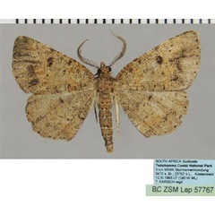 /filer/webapps/moths/media/images/P/petronaria_Obolcola_AM_ZSM.jpg
