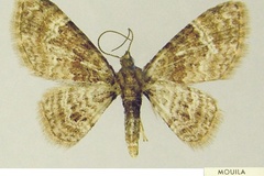 Mesocolpia peremptata