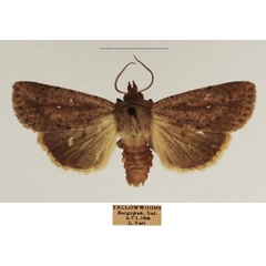 /filer/webapps/moths/media/images/P/phaeochroa_Mythimna_AF_TMSA_01.jpg