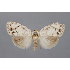 /filer/webapps/moths/media/images/C/cretacea_Roeselia_STF_BMNH.jpg