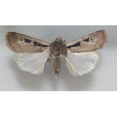 /filer/webapps/moths/media/images/D/debtera_Ochropleura_A_FMNH.jpg