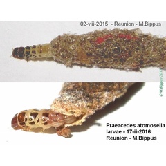 /filer/webapps/moths/media/images/A/atomosella_Praeacedes_L_Bippus.jpg