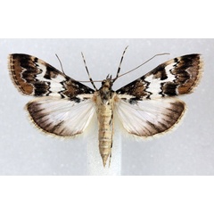 /filer/webapps/moths/media/images/M/mesoleucalis_Paschiodes_AF_Agassiz.jpg