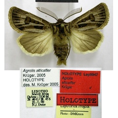 /filer/webapps/moths/media/images/A/alticaffer_Agrotis_HT_TMSA.jpg