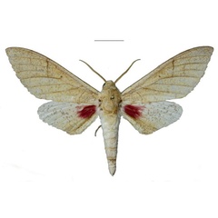 /filer/webapps/moths/media/images/U/usambaraensis_Neoclanis_HT_EMEMa.jpg