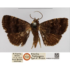 /filer/webapps/moths/media/images/L/leptocyma_Ozarba_HT_NHMUK.jpg