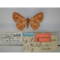 /filer/webapps/moths/media/images/F/fontainei_Phlogochroa_HT_RMCA_01.jpg