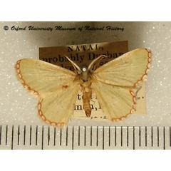 /filer/webapps/moths/media/images/S/saliata_Allochrostes_A_OUMNH.jpg