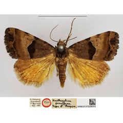 /filer/webapps/moths/media/images/G/genuflexa_Xanthoptera_STM_NHMUK.jpg