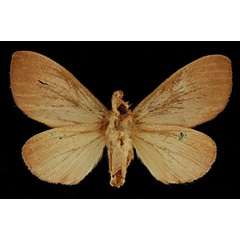 /filer/webapps/moths/media/images/C/castaneus_Trotonotus_HT_RBINSb.jpg