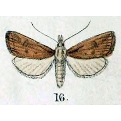 /filer/webapps/moths/media/images/Z/zonellus_Crambus_HT_Swinhoe_48_16.jpg