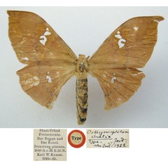 /filer/webapps/moths/media/images/C/chalix_Orthogonioptilum_HT_NHMUKa.jpg