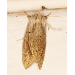 /filer/webapps/moths/media/images/R/rubritincta_Lopiena_A_Heyns_02.jpg