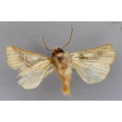 /filer/webapps/moths/media/images/C/crescentica_Metappana_A_RMCA_02.jpg