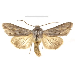 /filer/webapps/moths/media/images/B/bensi_Cucullia_AM_RBINS_02.jpg