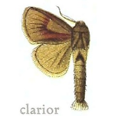/filer/webapps/moths/media/images/C/clarior_Teragra_HT_MfN.jpg