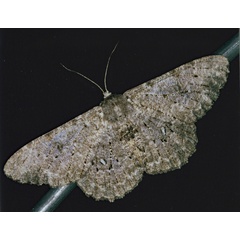 /filer/webapps/moths/media/images/B/breijeri_Colocleora_A_Roland_01.jpg