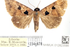 Anoba glyphica