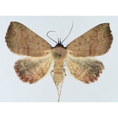 /filer/webapps/moths/media/images/H/haematoessa_Phytometra_AF_TMSA_02.jpg