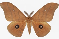 Pseudobunaea paratyrrhena