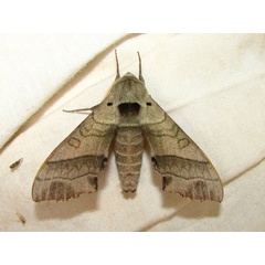/filer/webapps/moths/media/images/R/rosea_Rufoclanis_A_Goff.jpg