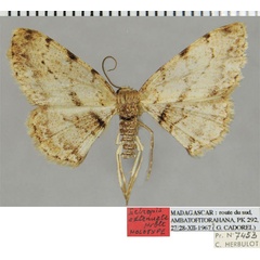 /filer/webapps/moths/media/images/A/adtenuata_Ectropis_HT_ZSMa.jpg