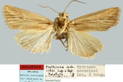 Leucania aedesiusi