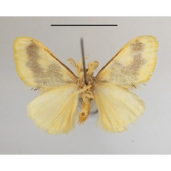 /filer/webapps/moths/media/images/A/aethiopica_Euproctis_AM_MGCLb_02.jpg