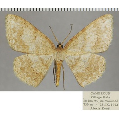 /filer/webapps/moths/media/images/C/curvivena_Idiotephra_AF_ZSM.jpg